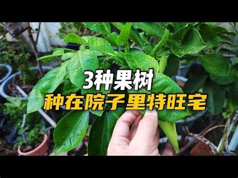 種植果樹|108種北部適合種的水果樹指南：讓您輕鬆實現果園夢。